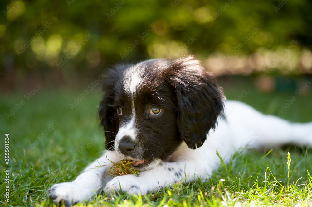 Beautiful baby black and white spaniel lying on grassy lawn chewing on a toy.