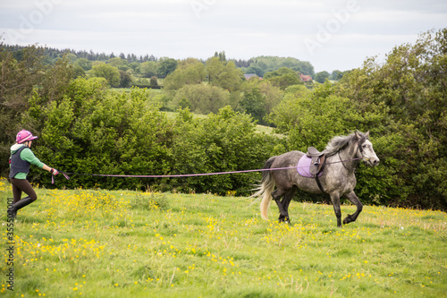 Young woman uses a long line and lunge whip to train and exercise her grey horse in open fields of the Shropshire countryside.