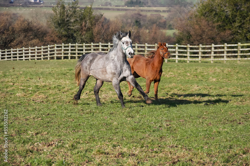 Race you-large grey horse and a small chestnut pony race across their field enjoying being together and being able to race.
