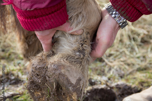 Fotografia Close up shot of horses foot suffering from mud fever an illness caused by the f