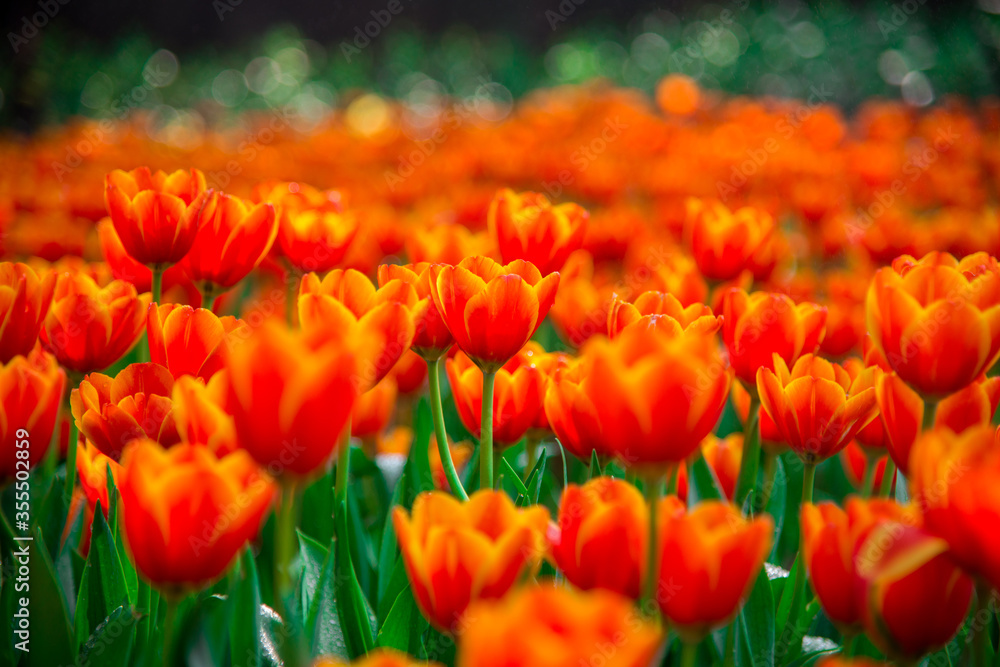 Orange-Yellow tulip flowers with bokeh in background. Orange-Yellow tulip flowers with bokeh in background.