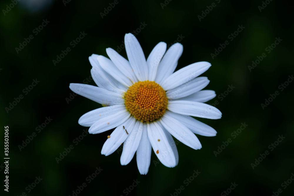 Obraz premium daisy flower close up