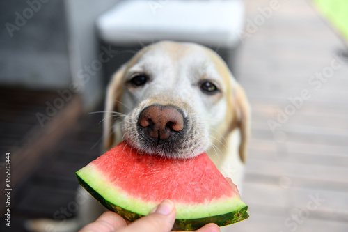 Labrador retriever eats with an appetite watermelon from hands. Selective focus.