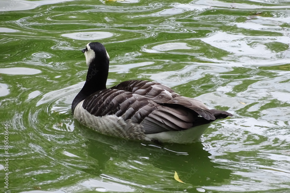 Prächtiges Federnkleid einer Nonnengans auf dem Weiher Prächtiges Federnkleid einer Nonnengans auf dem Weiher