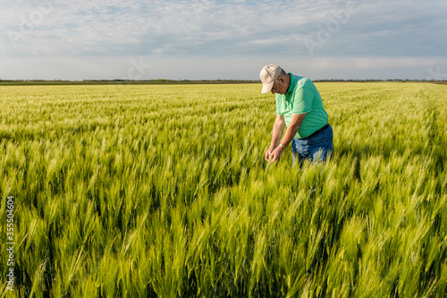 Portrait of smiling senior farmer standing in in wheat field.