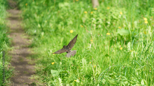Photography of a Starling over the ground in spring sunny day. Theme of the life of wild animals. Back / rear view