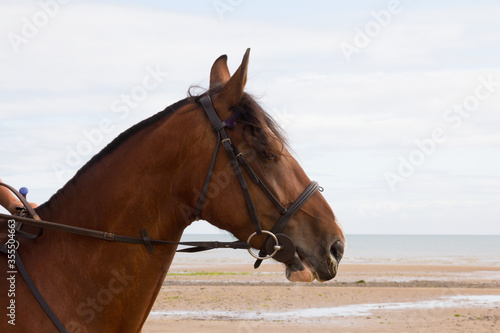 Close up head shot of beautiful bay horse as it is ridden on beach in rural wales 