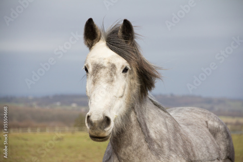 Head shot of beautiful grey horse standing in countryside looking towards the camera.