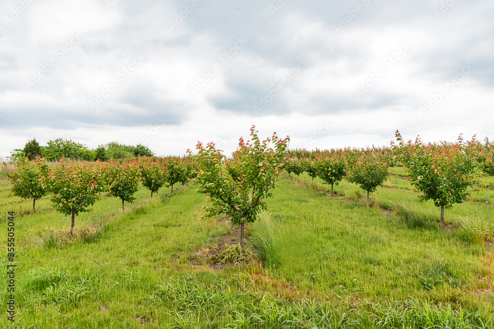 Orchard with apricots. Apricot tree farm in Serbia