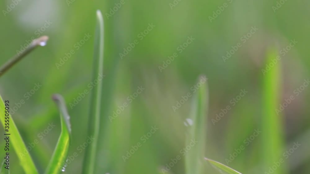 grass with dewdrops and flowers, establishing shot Shallow depth of filed grass with dewdrops and flowers, establishing shot Shallow depth of filed