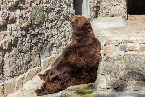 Brown bear sits in zoo. Big pensive brown bear (Ursus arctos) sitting about stone wall. Animal circus pet sitting in gorgeous pose and thinking - western concept