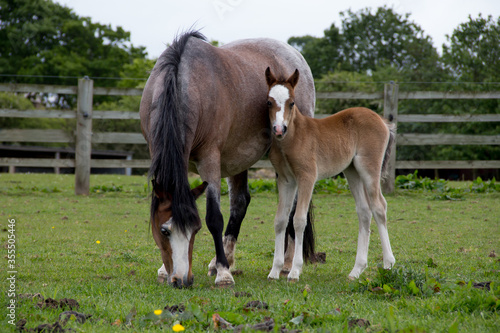 Young foal stands by his mother as she grazes in paddock in rural Shropshire   
