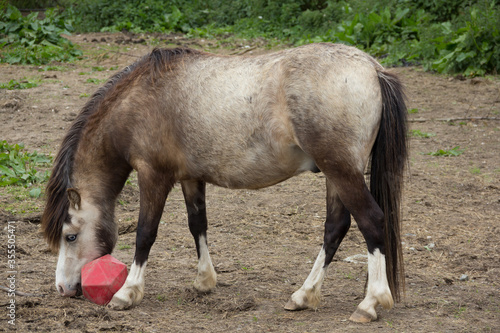 Fat pony plays with a treat ball which releases food slowly as he pushes it around in his field, relieving the boredom he suffers as he is on a field with very little grass to make him lose weight. 