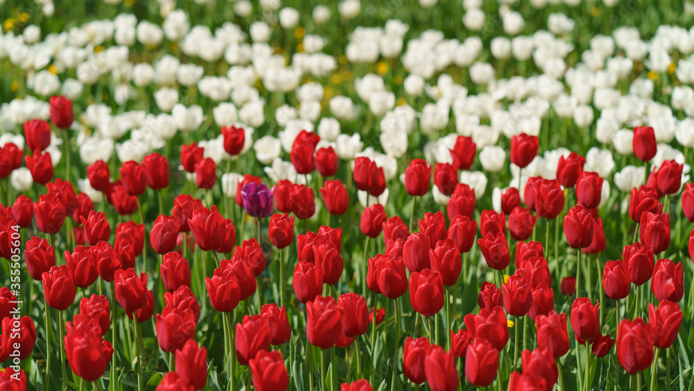 Beautiful spring tulips in the city public park. Concepts of the beauty of nature. Suitable for posters, greetings cards, banners, postcards, templates. Coronavirus pandemic. Flowers theme Beautiful spring tulips in the city public park. Concepts of the beauty of nature. Suitable for posters, greetings cards, banners, postcards, templates. Coronavirus pandemic. Flowers theme