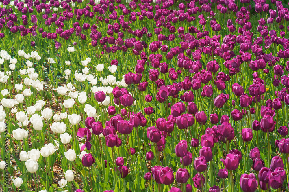 Beautiful spring tulips in the city public park. Concepts of the beauty of nature. Suitable for posters, greetings cards, banners, postcards, templates. Coronavirus pandemic. Flowers theme