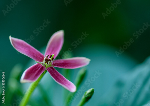 close up of a pink flower with insect