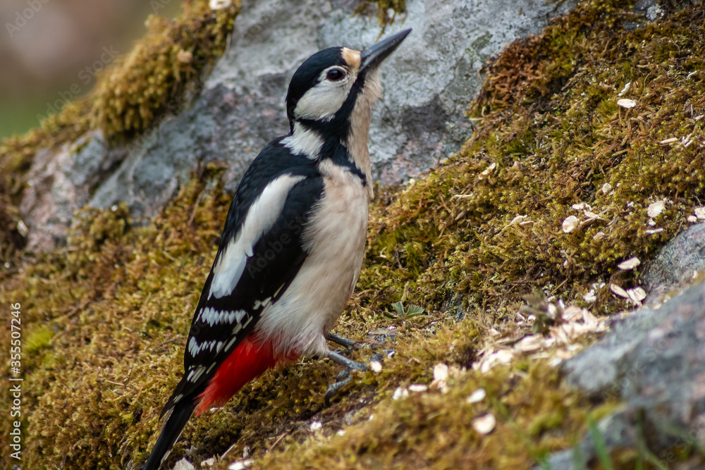 Fototapeta premium female great spotted woodpecker seat on a moss-covered stone