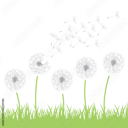 dandelions on green grass