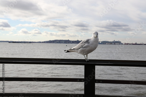 seagull on the pier