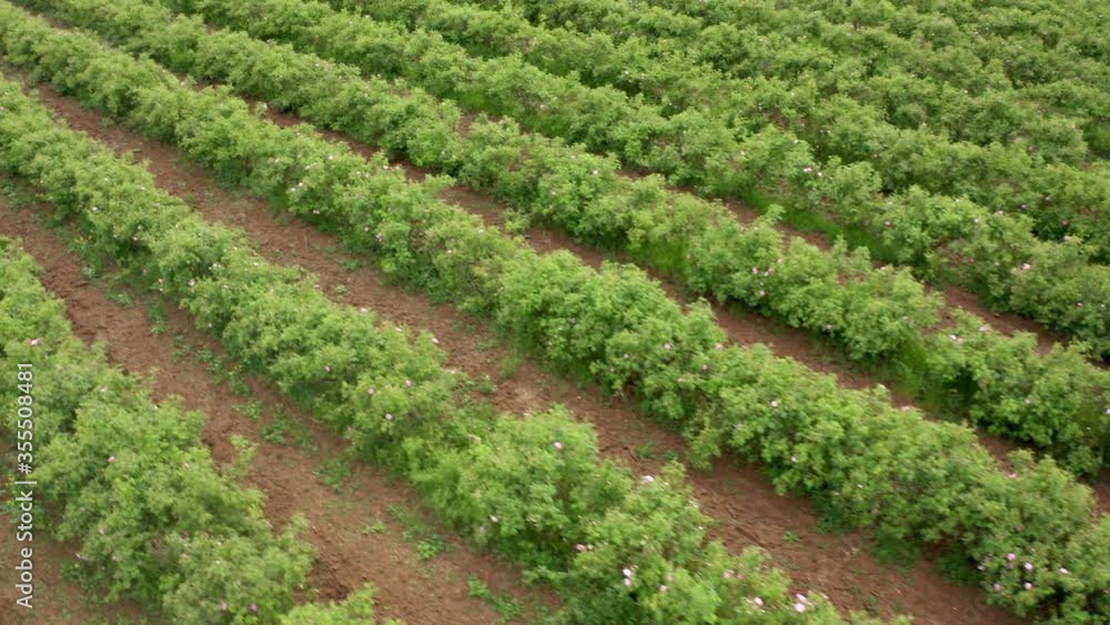 Aerial drone flight over blossomed field with oil-bearing rose (Rosa Damascena) in well-known Valley of roses near Kazanlak, Bulgaria. Close up view. Aerial drone flight over blossomed field with oil-bearing rose (Rosa Damascena) in well-known Valley of roses near Kazanlak, Bulgaria. Close up view.