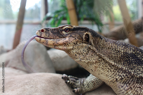 Komodo dragon with sticking out tongue