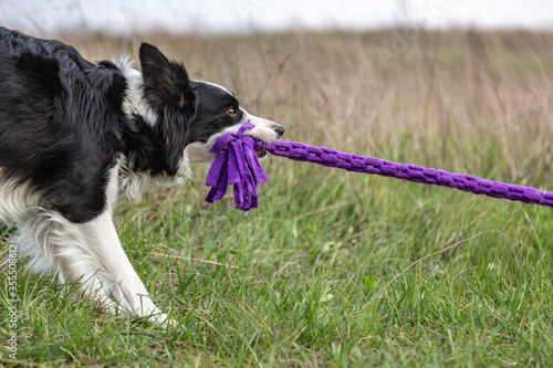 A border collie plays a tug of purple toy rope while standing in the grass in a clearing in the afternoon. Horizontal orientation.