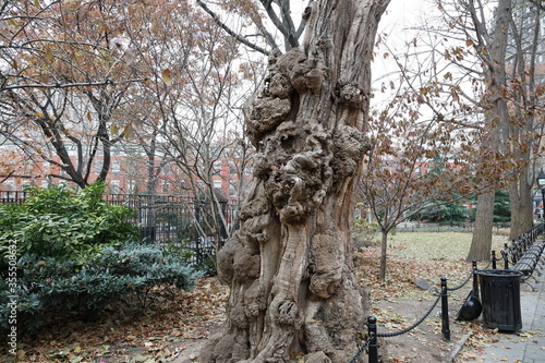 old tree trunk