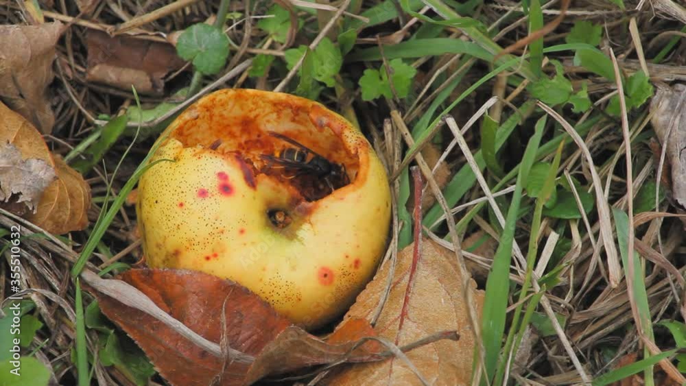 African wasps or Hornets eating the interior of a yellow rotten apple on the floor of a european garden. African wasps or Hornets eating the interior of a yellow rotten apple on the floor of a european garden.