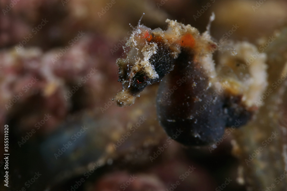 Pontoh's pygmy seahorse (Hippocampus pontohi). Underwater macro photography from Romblon, Philippines Pontoh's pygmy seahorse (Hippocampus pontohi). Underwater macro photography from Romblon, Philippines