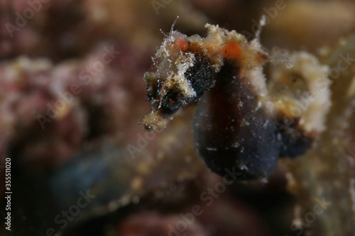 Pontoh's pygmy seahorse (Hippocampus pontohi). Underwater macro photography from Romblon, Philippines © Oksana