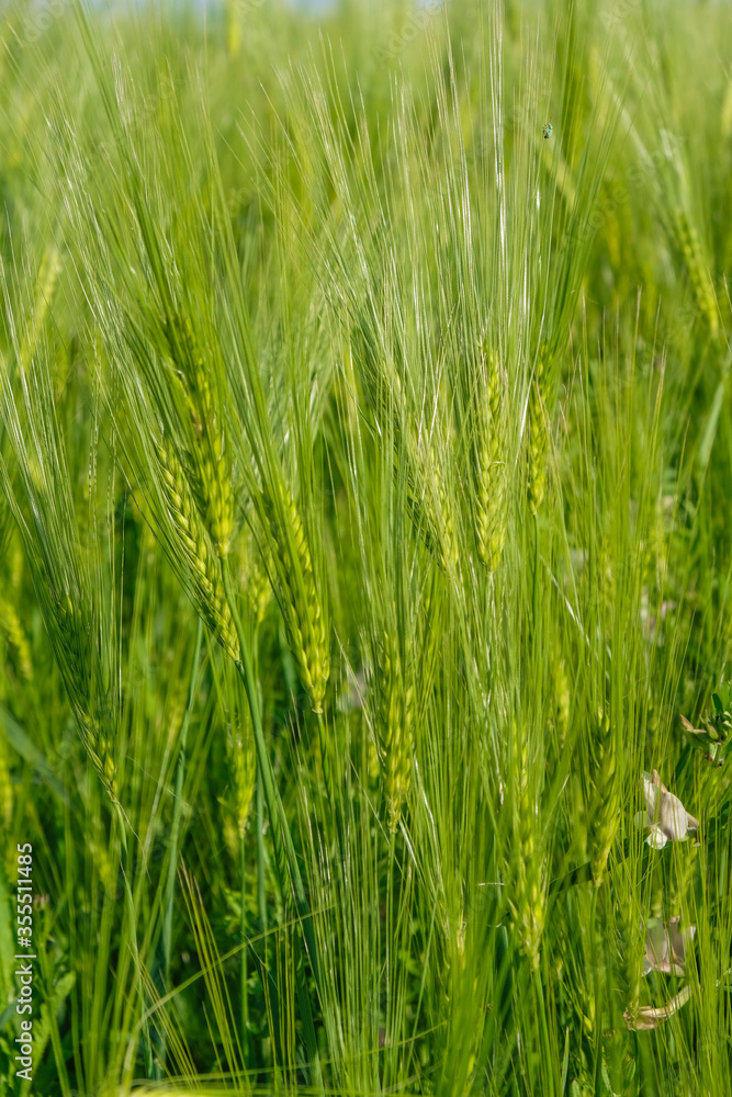 Fototapeta premium Ears of rye on a background of rye field at the golden hour in Ukraine. Copy space. Vertical image.