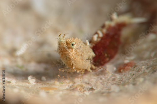 Sashimi Shrimp  Thorella cobourgi . Underwater macro photography from Romblon  Philippines