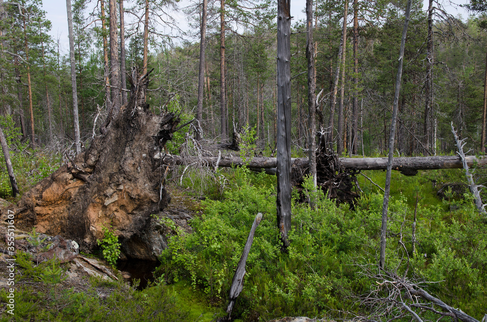 Obraz premium Forest on the rocks in Karelia