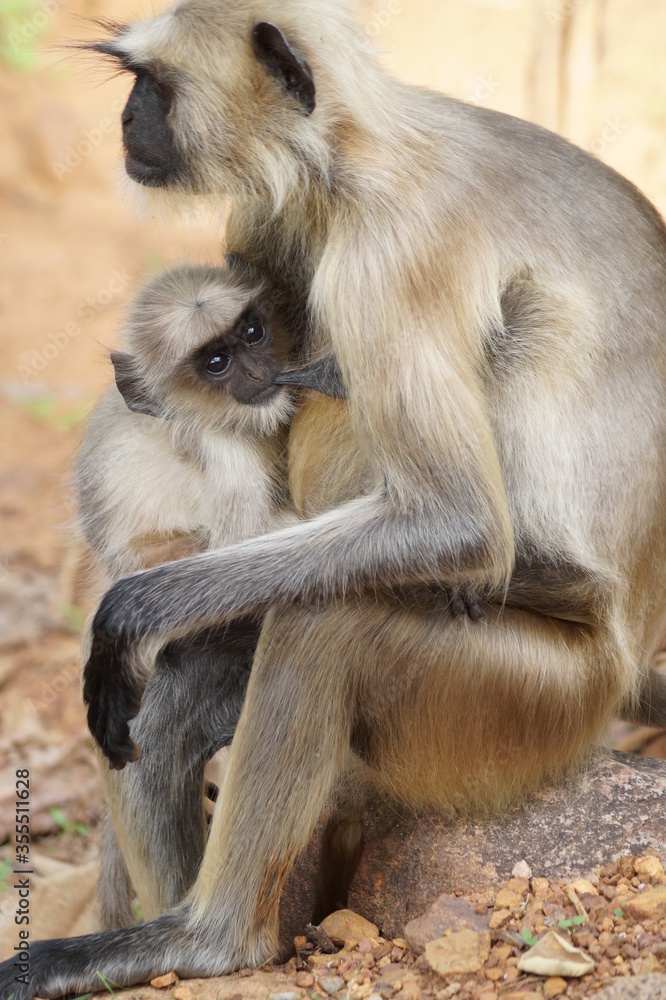 Fototapeta premium monkey feeding her baby