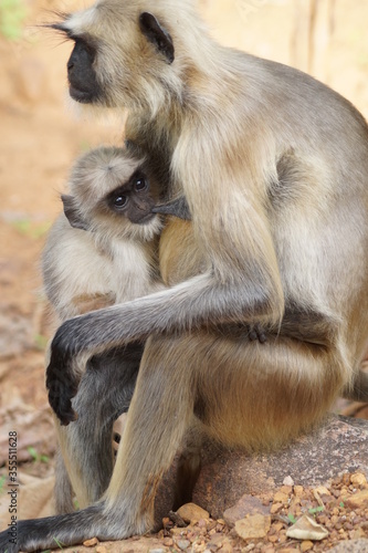 monkey feeding her baby