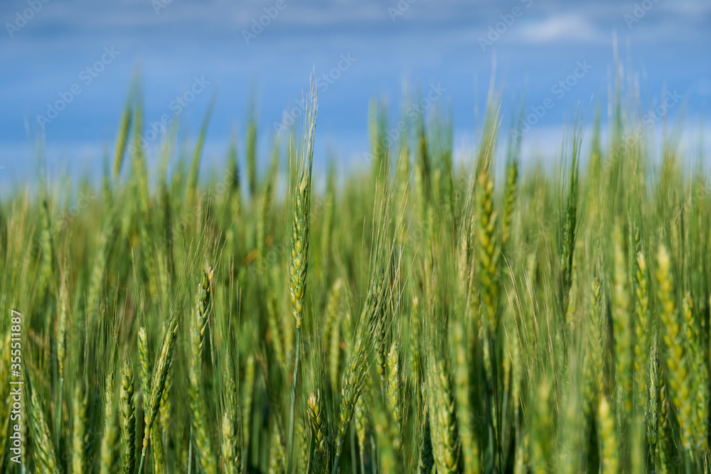green wheat field on blue sky background green wheat field on blue sky background