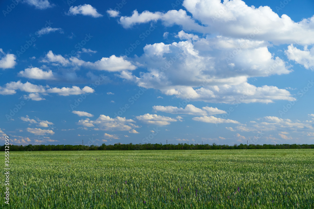 green wheat field on blue sky background