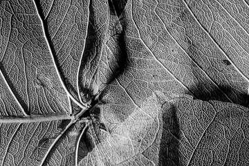 Fotobehang Hotel Zwart-wit blad in abstracte stijl  © Philipp