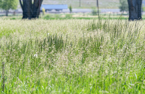 Wallpaper Mural Closeup of High Grassy Field Torontodigital.ca