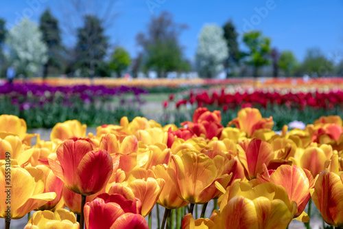 Fototapeta Vibrant field of tulips in Springtime