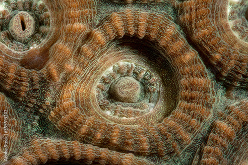 The part of stone coral Favites. Underwater macro photography from Romblon, Philippines