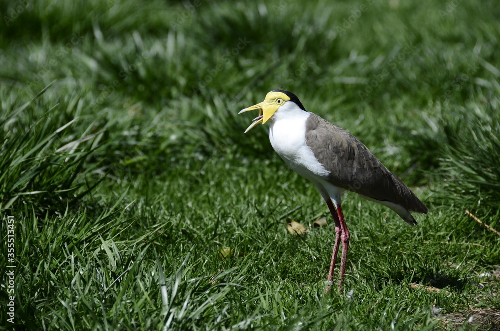 Obraz premium Exotic bird white, grey and yellow head