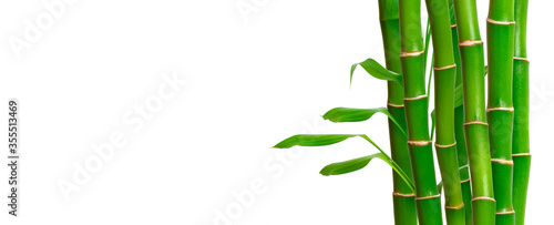 Green bamboo stems and leaves on white background. Banner with copy space, place for text