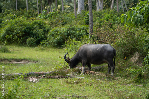 A buffalo with large horns grazes on the lawn in a green tropical jungle.