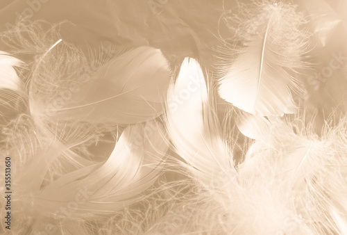 Beautiful abstract white and brown feathers on white background and soft yellow feather texture on white pattern and yellow background, feather background, gold feathers banners photo