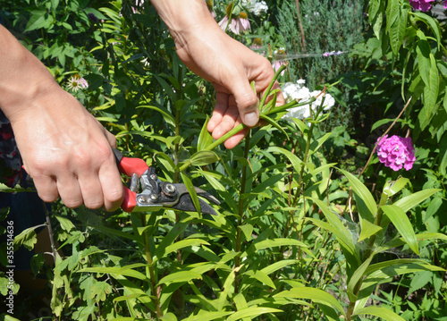 A gardener is deadheading lilies, removing spent flowers using pruning shears in the flowerbed in summer.