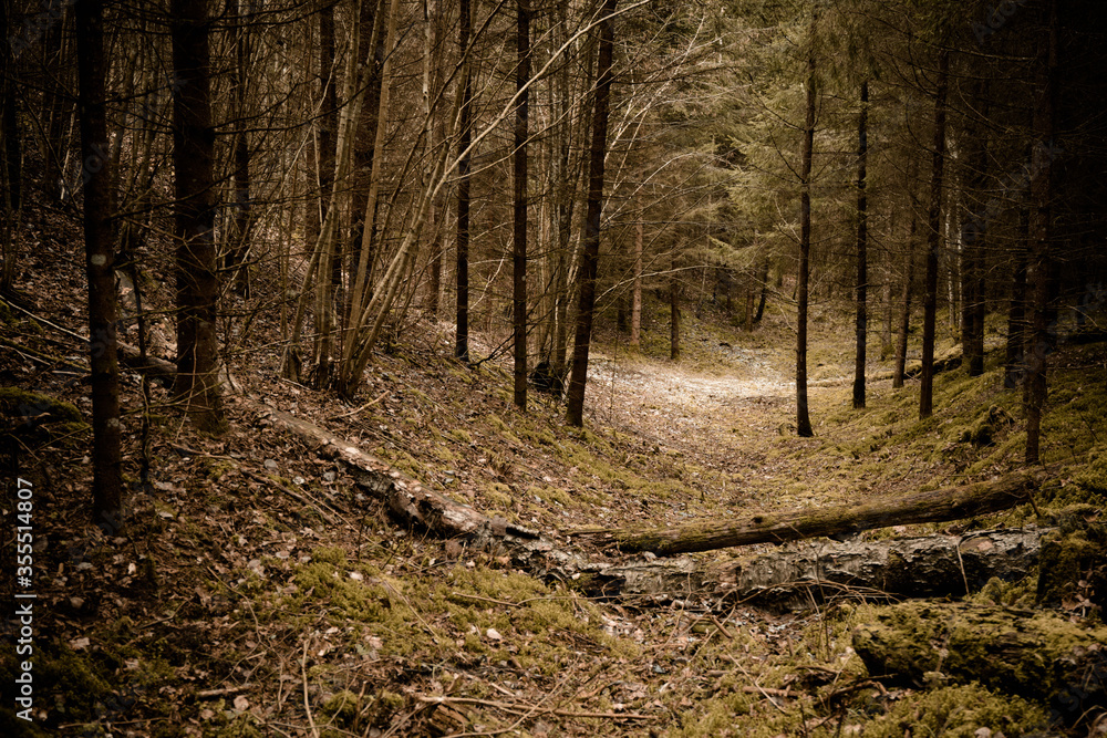 Obraz premium autumn in the woods