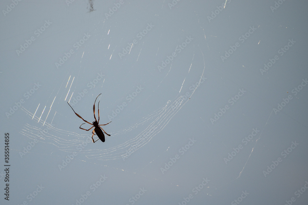Larger spider on its cobweb Larger spider on its cobweb
