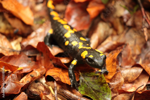 Salamandra salamandra in the autumn beech forest, Bieszczady Mountains © Dariusz
