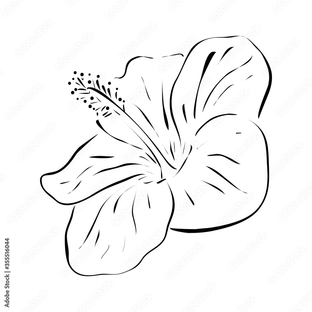 Hibiscus flower. Hand drawn vector illustration in line art style, isolated on a white background. Hibiscus flower. Hand drawn vector illustration in line art style, isolated on a white background.